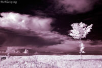 Lone tree landscape. Yellowcraigs, Scotland. Infrared photograph.
